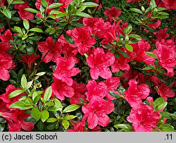 Rhododendron hort. Scout