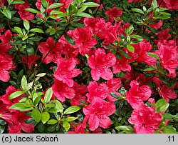 Rhododendron Scout