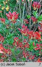 Rhododendron hort. Spek's Brilliant