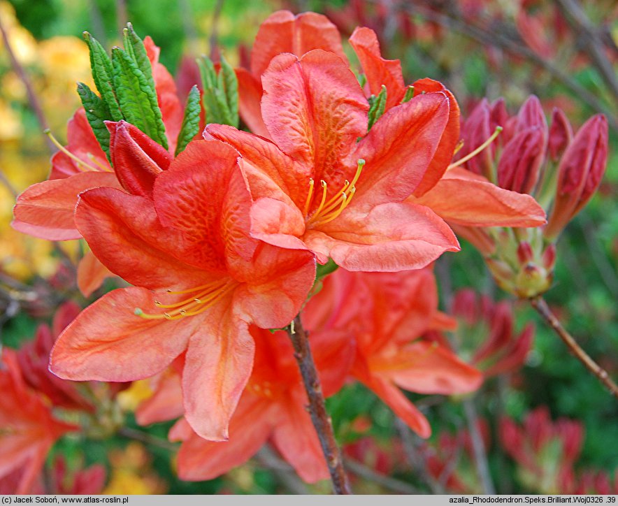 Rhododendron hort. Spek's Brilliant