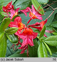 Rhododendron Tunis