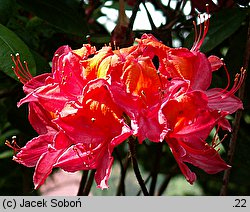 Rhododendron Tunis