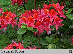 Rhododendron hort. Tunis