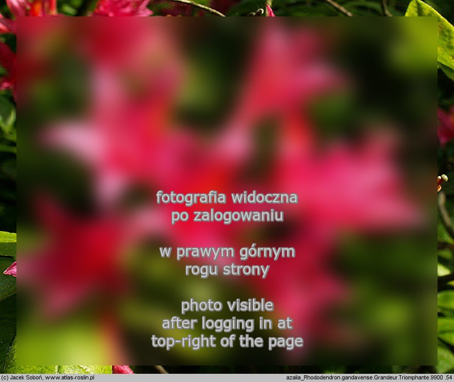 Rhododendron Grandeur Triomphante