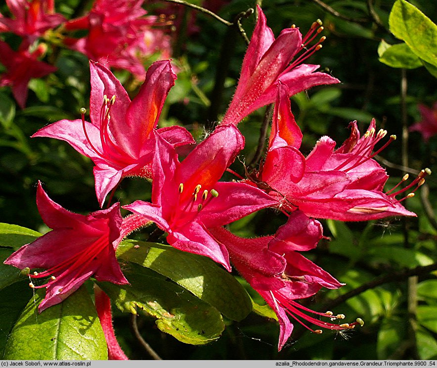 Rhododendron hort. Grandeur Triomphante