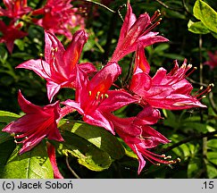 Rhododendron hort. Grandeur Triomphante