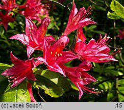 Rhododendron Grandeur Triomphante