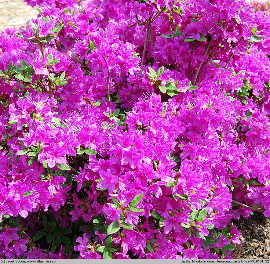 Rhododendron Orlice