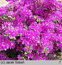 Rhododendron Orlice