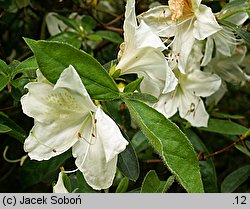 Rhododendron Noordtiana