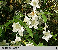Rhododendron hort. Noordtiana