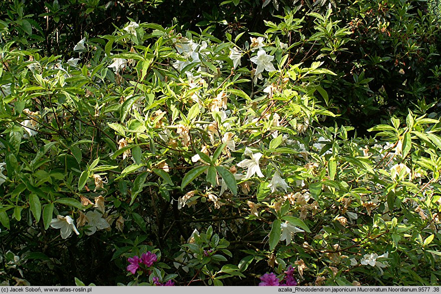 Rhododendron hort. Noordtiana