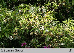 Rhododendron hort. Noordtiana