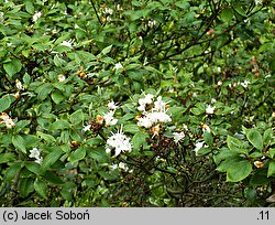 Rhododendron tschonoskii