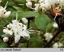 Rhododendron tschonoskii