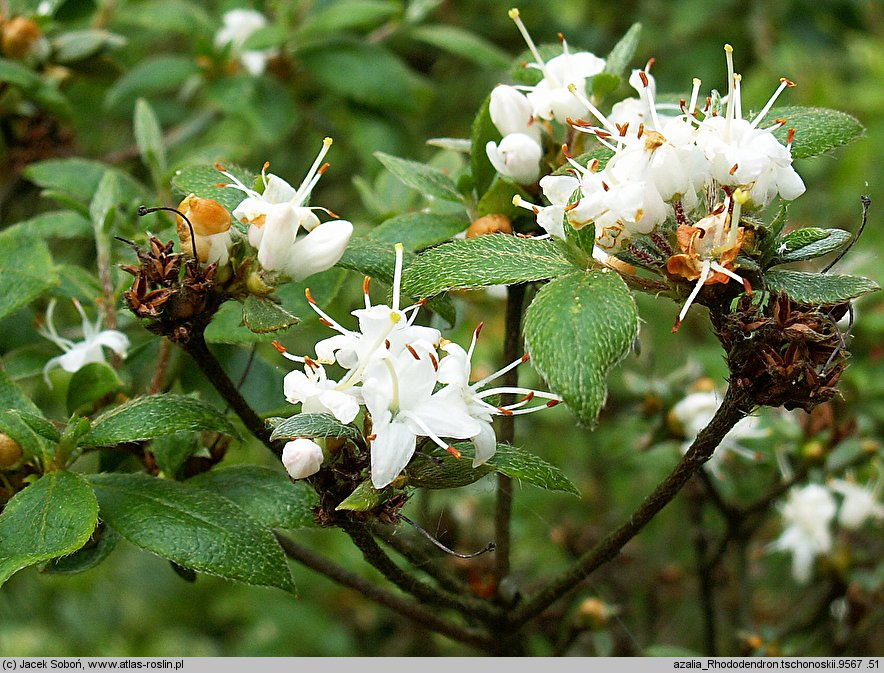 Rhododendron tschonoskii