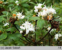 Rhododendron tschonoskii