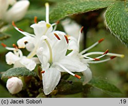 Rhododendron tschonoskii