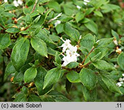 Rhododendron tschonoskii