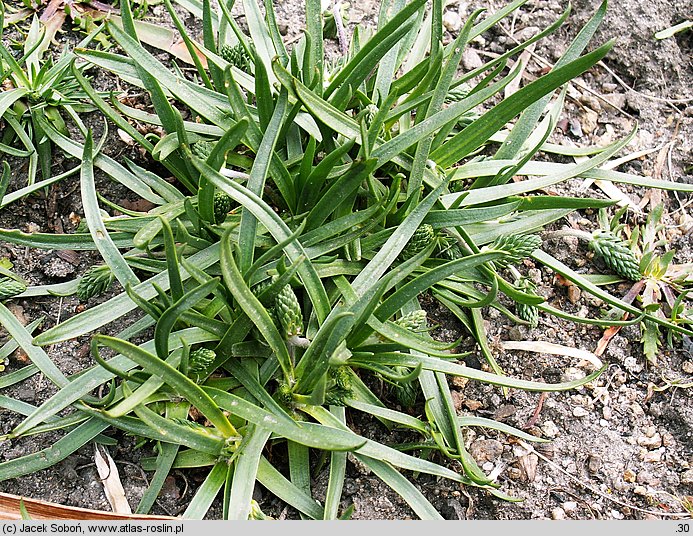 Plantago maritima