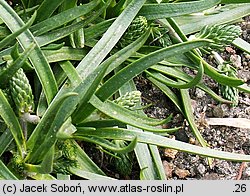 Plantago maritima