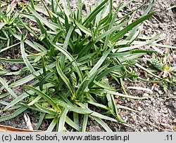 Plantago maritima