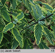 Caryopteris ×clandonensis Summer Sorbet