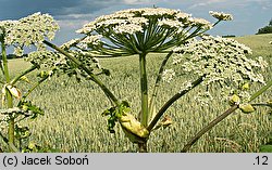 Heracleum sosnowskyi (barszcz Sosnowskiego)