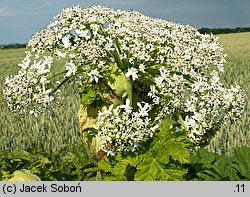 Heracleum sosnowskyi (barszcz Sosnowskiego)