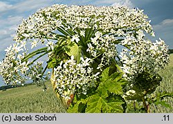 Heracleum sosnowskyi (barszcz Sosnowskiego)