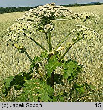 Heracleum sosnowskyi (barszcz Sosnowskiego)