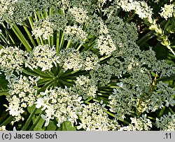 Heracleum sosnowskyi (barszcz Sosnowskiego)