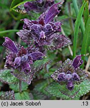 Bartsia alpina (bartsja alpejska)