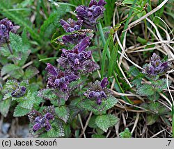 Bartsia alpina (bartsja alpejska)