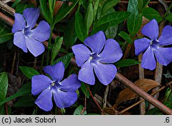 Vinca minor (barwinek pospolity)