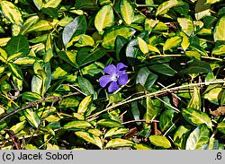 Vinca minor Cahill