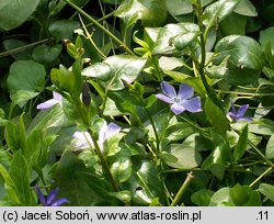 Vinca major