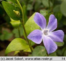 Vinca major