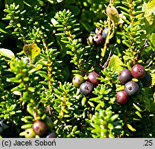 Empetrum hermaphroditum (bażyna obupłciowa)