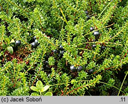 Empetrum hermaphroditum (bażyna obupłciowa)