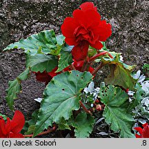 Begonia ×tuberhybrida (begonia bulwiasta)