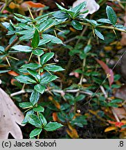 Berberis candidula (berberys sinawy)