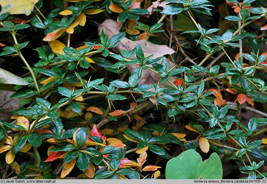 Berberis candidula (berberys sinawy)