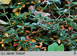 Berberis candidula (berberys sinawy)