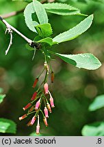 Berberis vulgaris (berberys zwyczajny)