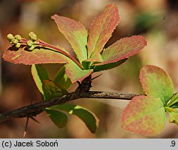 Berberis vulgaris (berberys zwyczajny)