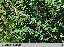 Berberis arido-calida