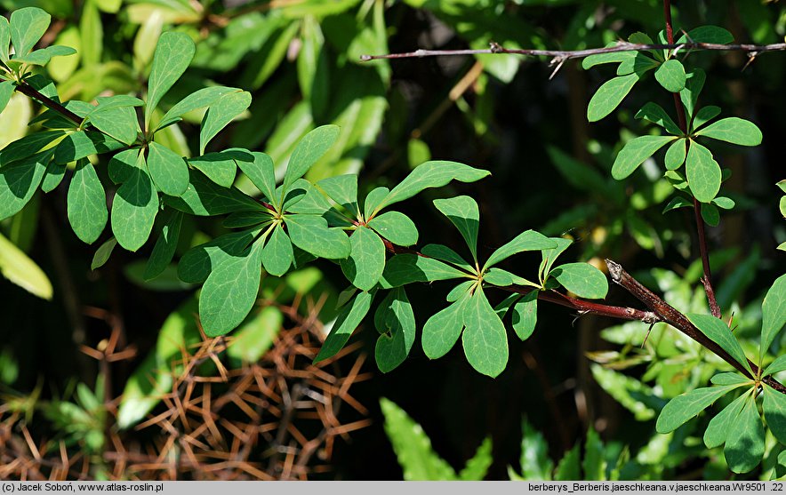 Berberis jaeschkeana