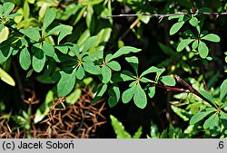 Berberis jaeschkeana