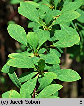 Berberis jaeschkeana